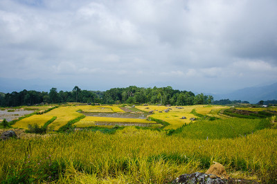 tanatoraja水稻种植