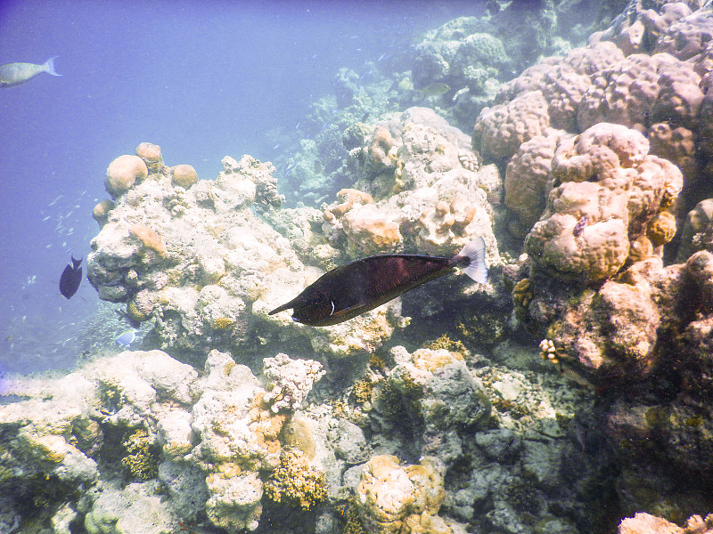 浮游生物及热带鱼