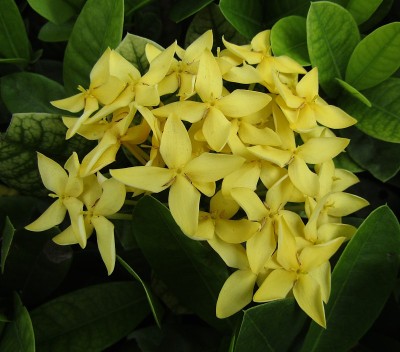 花