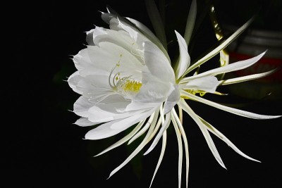 美丽的夜花女郎(昙花)