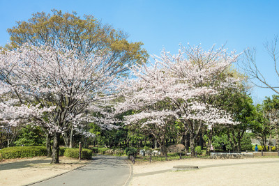东京Kitanomaru公园的春天樱花盛开