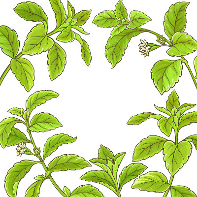 甜叶菊分支矢量框架