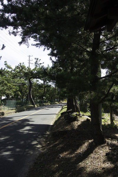 福冈市东海道松树大道。