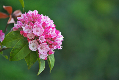 Kalmia