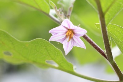 茄子的花是紫色的，呈五边形