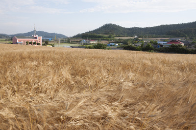 大麦田野,村庄