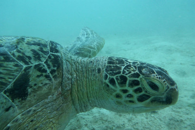 Turtles Sipadan记得