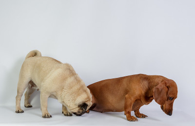 有趣的腊肠犬和哈巴狗