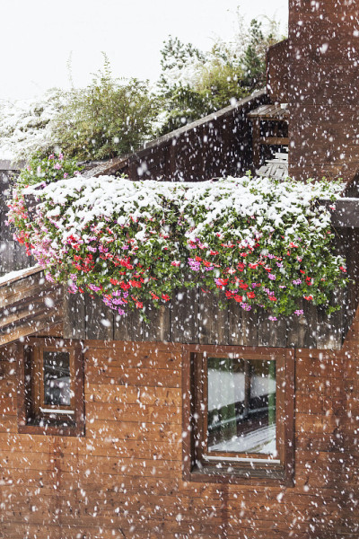 花在降雪