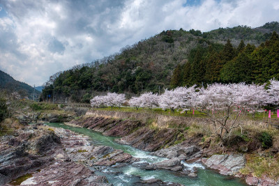佐山河有樱桃树