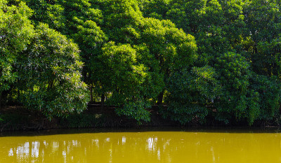 斯里兰卡那空可汗公园和植物园有丰富的植物和树木，蓝天和池塘