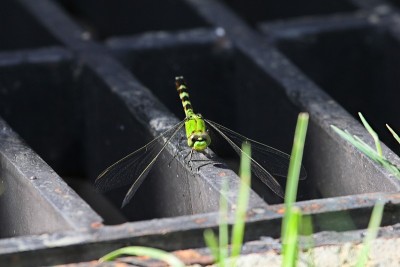 蜻蜓在休息