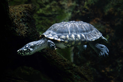 黑塘龟(Geoclemys hamilton)