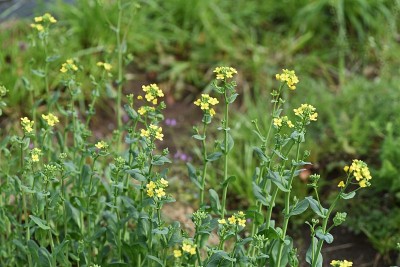 芥菜菠菜花