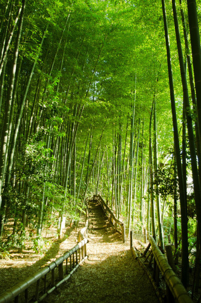 竹林的方式