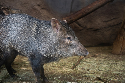 领子Peccary从近距离拍摄。