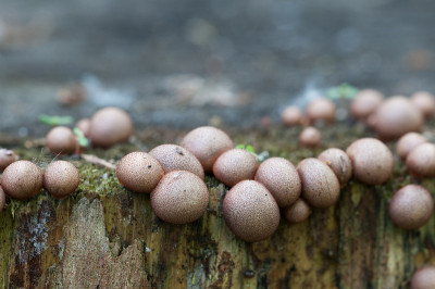 Lycogala epidendrum