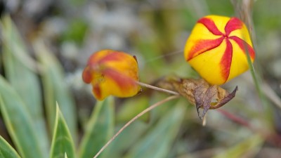 Gentianella hirculus花