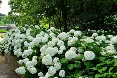 绣球花