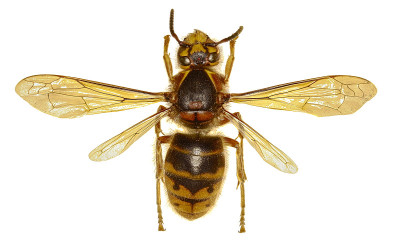 白色背景中位黄蜂- Dolichovespula media (Retzius,1783)