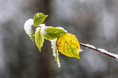 秋天的落叶在雪地里