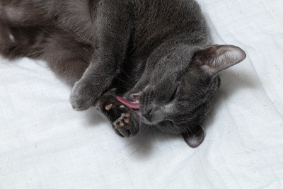 照料皮毛的俄罗斯蓝猫。猫梳理。