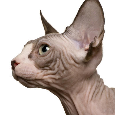 Sphynx小猫的特写(4个月大)