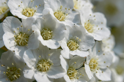 Spiraea canescens