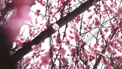 林芝桃花