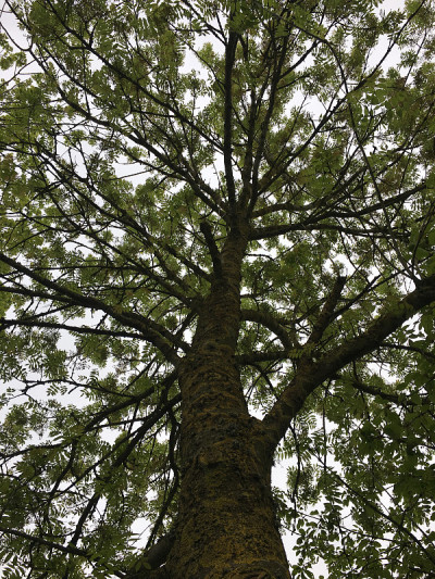 白蜡(Fraxinus excelsior)树- 2018年5月