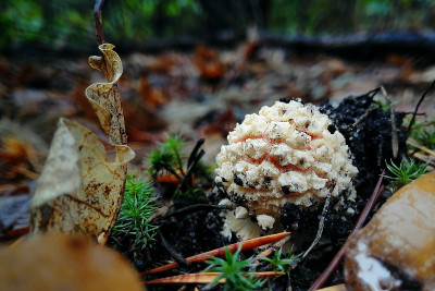 红蝇木耳靠近秋天的森林与树叶和苔藓