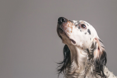 英国塞特犬学会如何坐下
