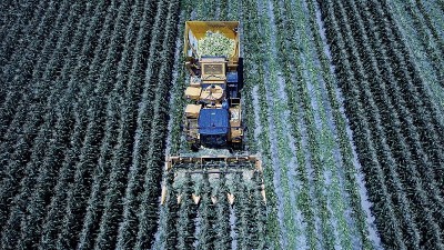 玉米收获机在大片甜玉米棒子。