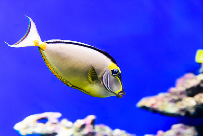水生生物