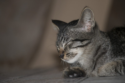 虎纹猫