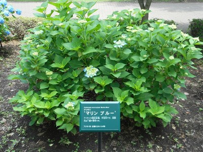 公园的绣球花