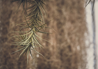 Tillandsia Ionantha的特写;复古风格。