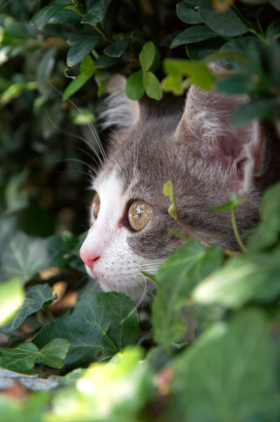 狩猎