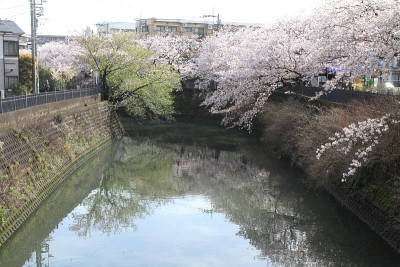 日本横滨大冈河边的一排樱花树