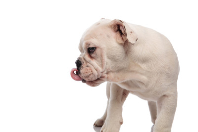 近喘息的英国斗牛犬看下到一边