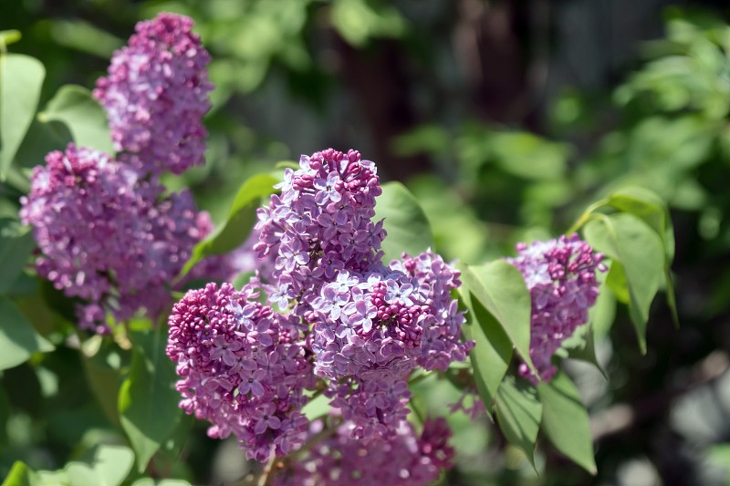 淡紫色普通的紫色的花序。Syrínga vulgáris)在春天绿叶的背景上。
