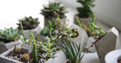 混凝土花盆里的多肉植物和仙人掌。生长绿色植物的微距照片。窗台上花盆里的小花幼苗。斯堪的纳维亚和阁楼风