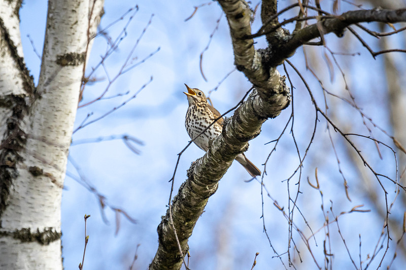 歌鸫(Turdus philomelos)坐在树枝上