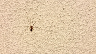 地窖蜘蛛Phoelcidae