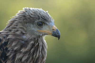少年红风筝画像(Milvus Milvus)。