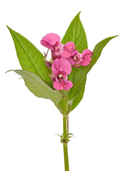凤仙花glandulifera花