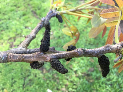 普通核桃树在2018年5月下旬开花