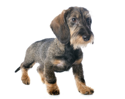 小铁丝毛腊肠犬