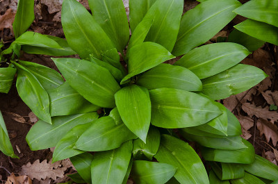 野生大蒜草
