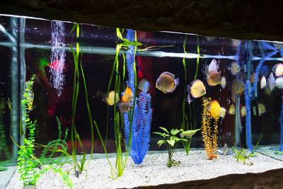 水下世界。明亮的异国情调的热带珊瑚鱼在红海的人工环境水族馆与珊瑚和藻类水生植物